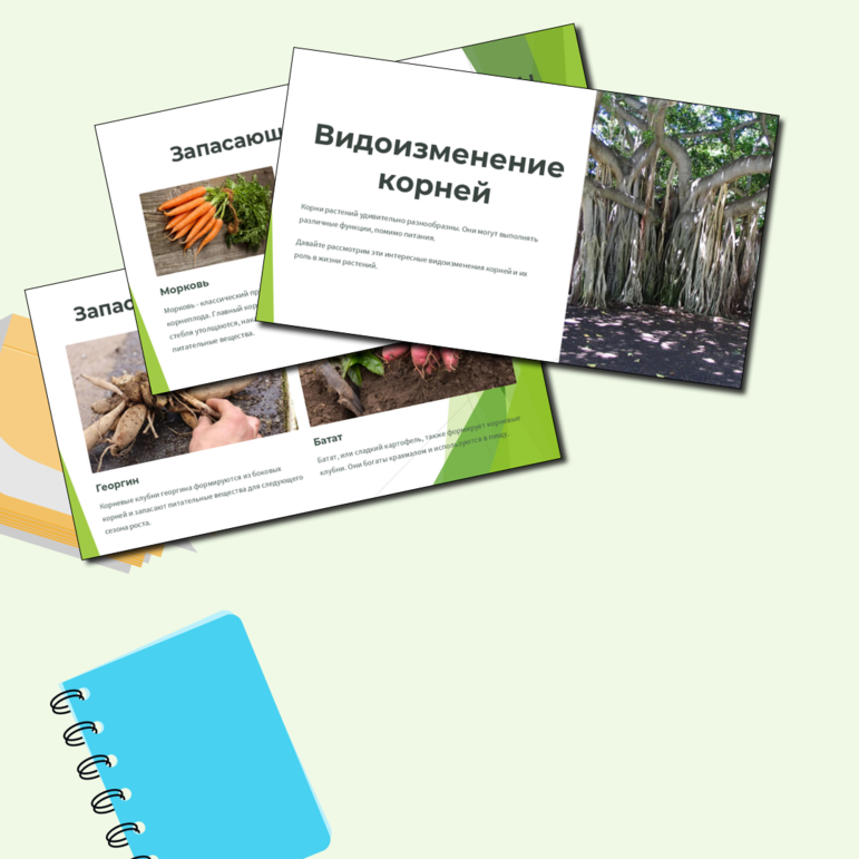 Презентация "Видоизменение корней", биология, 6 класс. Урок 11.