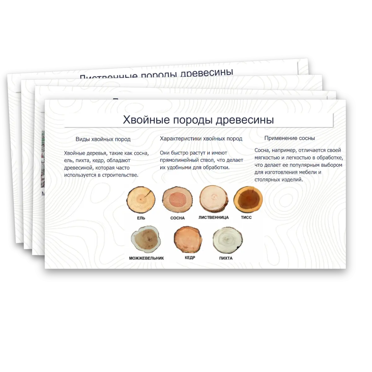 Презентация "Виды и свойства конструкционных материалов. Древесина. Практическая работа: изучение свойств древесины." — изображение 11