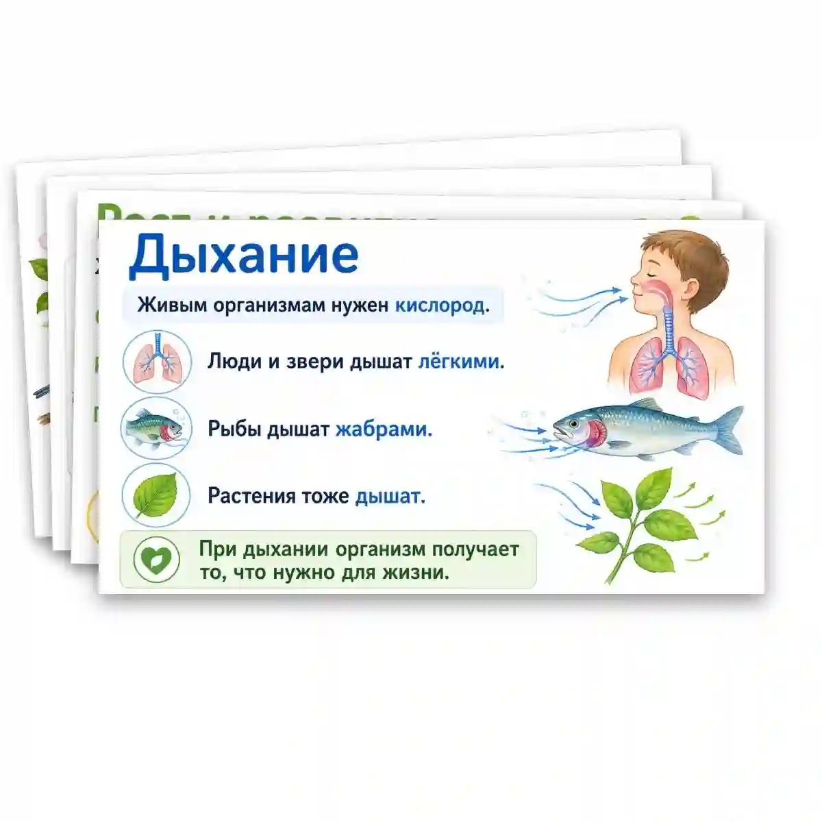 Презентация "Объекты живой природы. Сравнение объектов неживой и живой природы: выделение различий." — изображение 5
