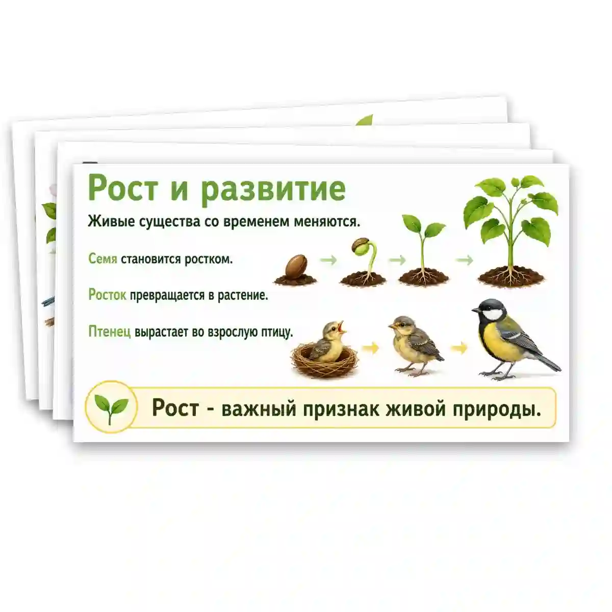 Презентация "Объекты живой природы. Сравнение объектов неживой и живой природы: выделение различий." — изображение 10
