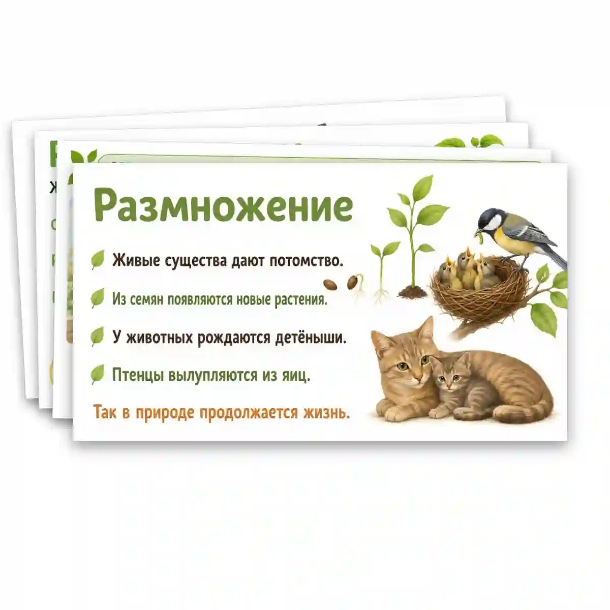 Презентация "Объекты живой природы. Сравнение объектов неживой и живой природы: выделение различий." — изображение 9