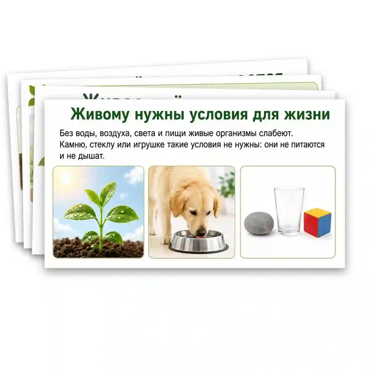 Презентация "Объекты живой природы. Сравнение объектов неживой и живой природы: выделение различий." — изображение 16
