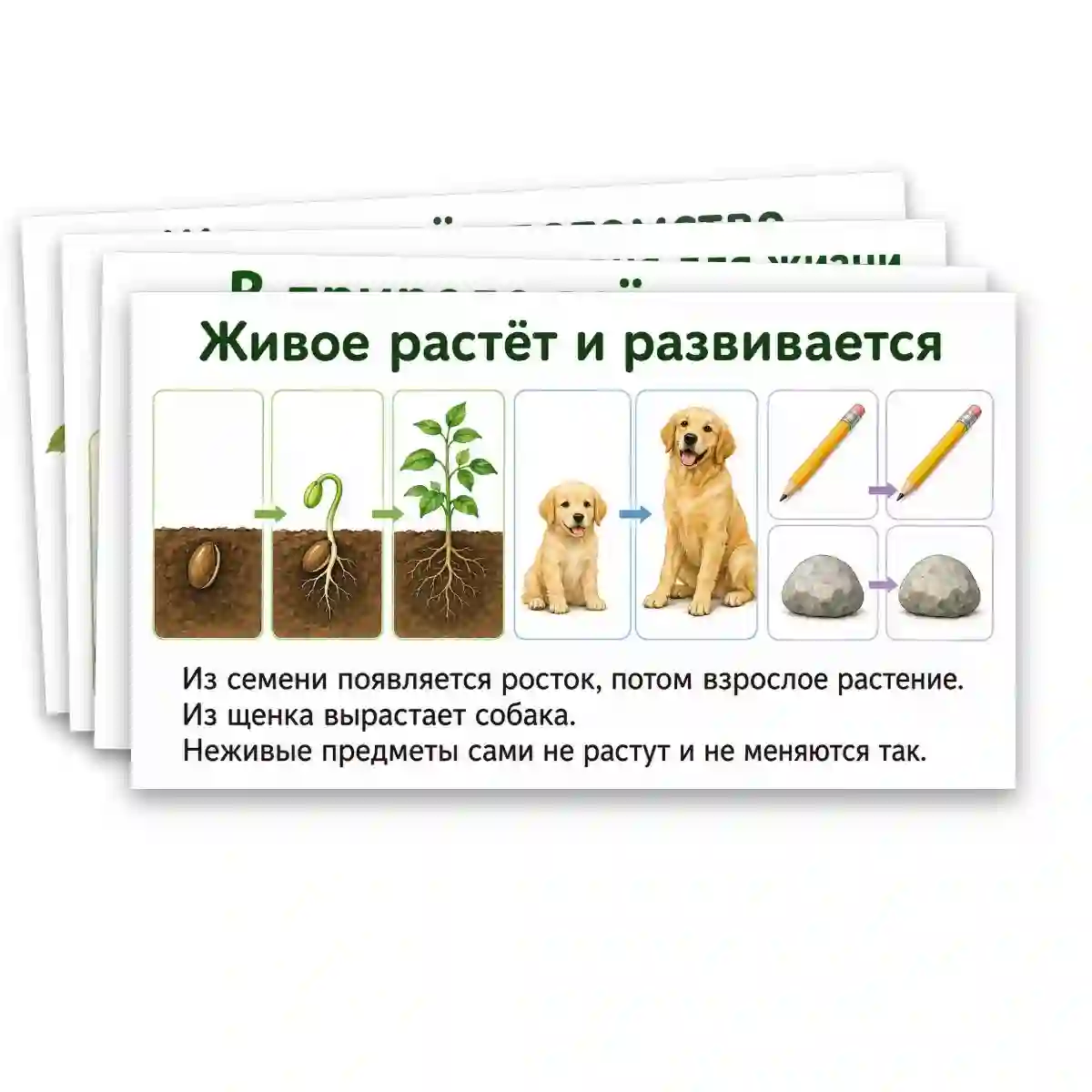 Презентация "Объекты живой природы. Сравнение объектов неживой и живой природы: выделение различий." — изображение 15