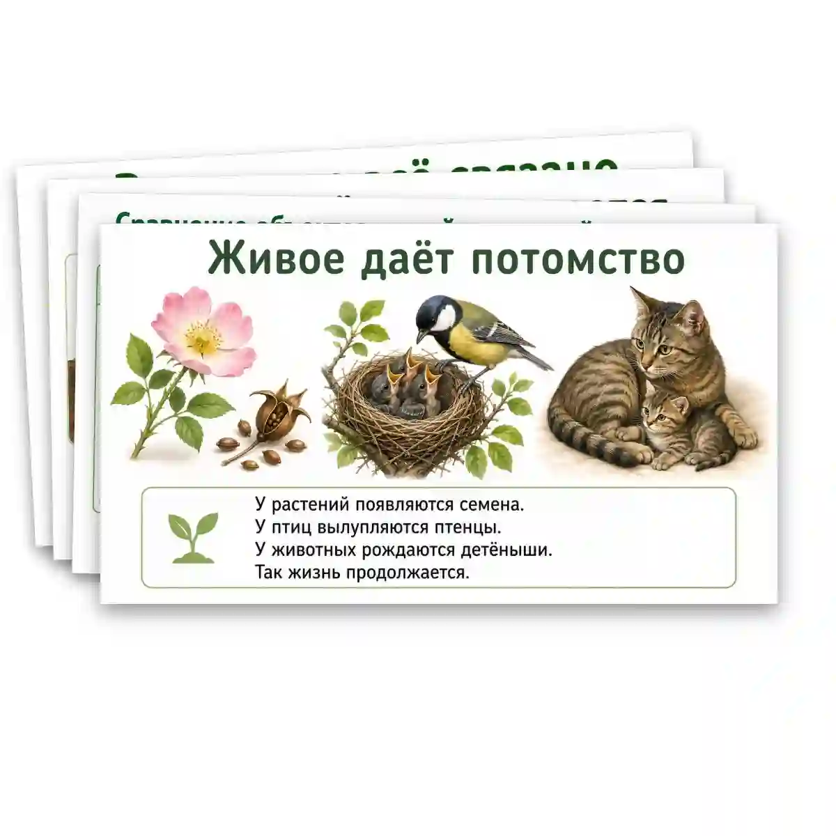 Презентация "Объекты живой природы. Сравнение объектов неживой и живой природы: выделение различий." — изображение 14